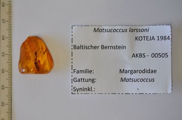 Vorschaubild Bernstein m. 3 geflügelten Schildläusen
